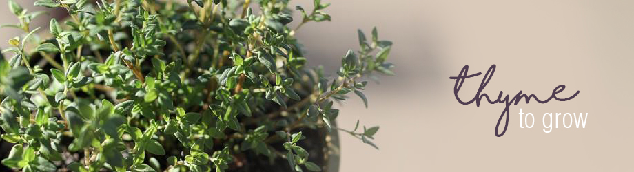 How to grow and plant thyme