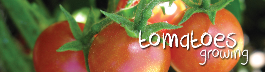 Garden - How to Grow - Growing Tomato