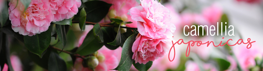 How to grow and plant camellia japonicas