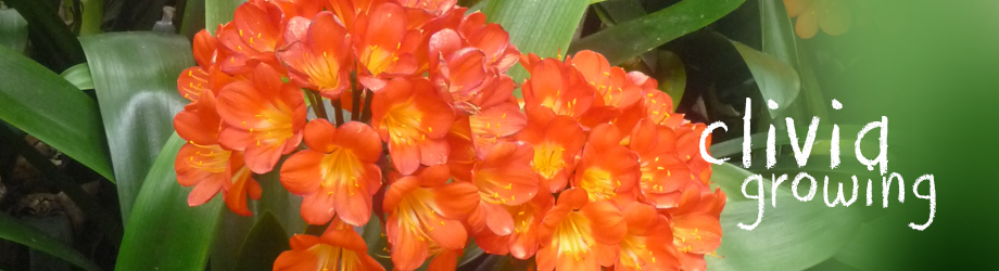 Garden - How to Grow - Growing and caring for Clivias