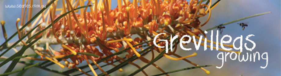 Garden - How to Grow - Growing and caring for Grevilleas
