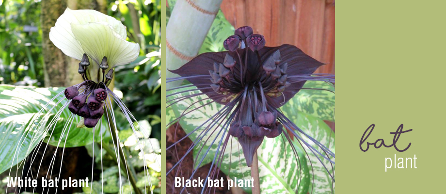 How to grow, water and fertilise bat plants
