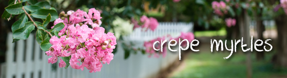How to grow and care for crepe myrtles - crepe myrtle varieties