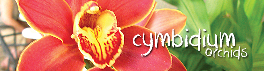 Garden - How to Grow - Growing and caring for cymbidium orchids