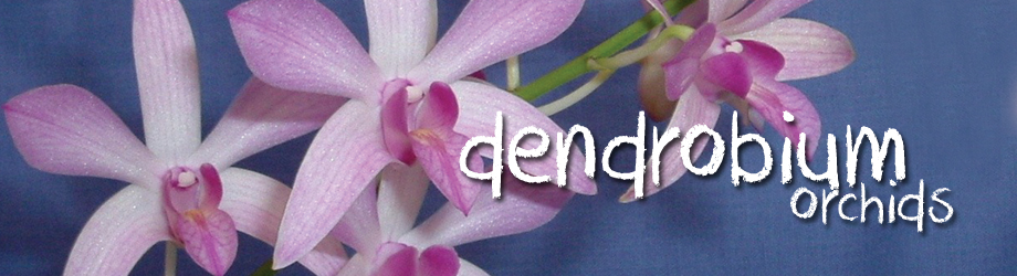 Garden - How to Grow - Growing and caring for dendrobium orchids