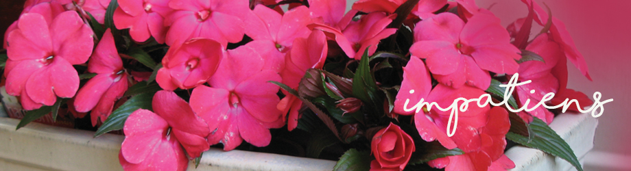 Garden - How to Grow - Growing and caring for impatiens