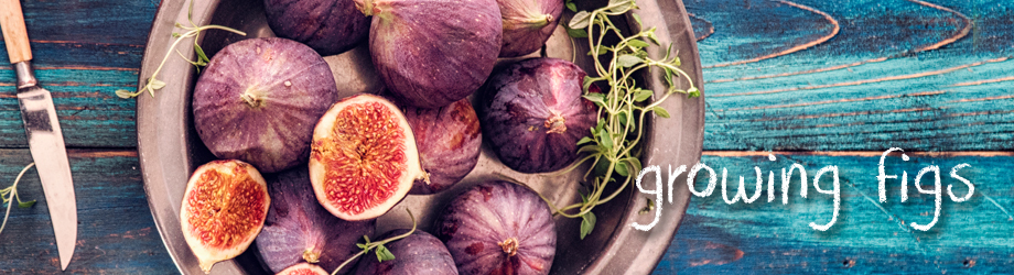 How to grow and plant fig trees