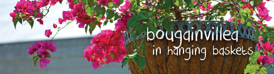 Garden - How to grow - growing and planting bougainvilleas in hanging baskets and pots