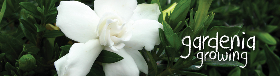 How to grow gardenias - planting, growing and care guide