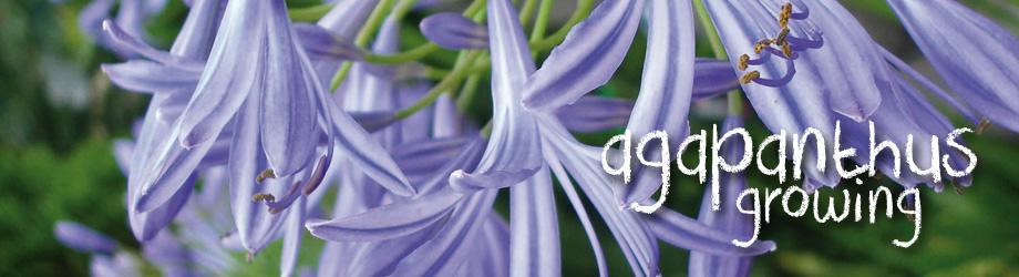 How to grow for agapanthus - planting, fertilising and care guide