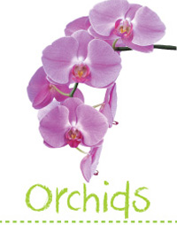 Searles Garden How to grow orchids planting