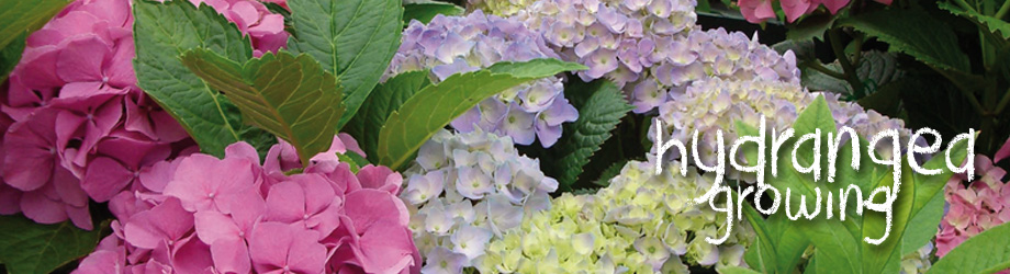 HOW TO GROW HYDRANGEAS - PLANTING AND GROWING GUIDE