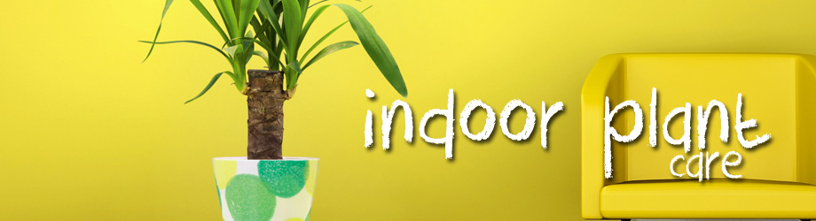 Garden - How to care for - Indoor plant care fertilising watering