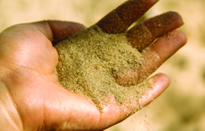 Garden - How to correct - improve sandy soils