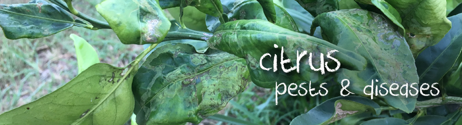 Citrus pest and disease problems - solutions to citrus problems