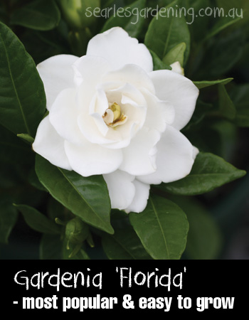 Gardenia Augusta 'Florida' flower - summer flowering plants