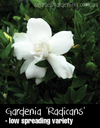 Gardenia Augusta 'Radicans' flower - summer flowering plants