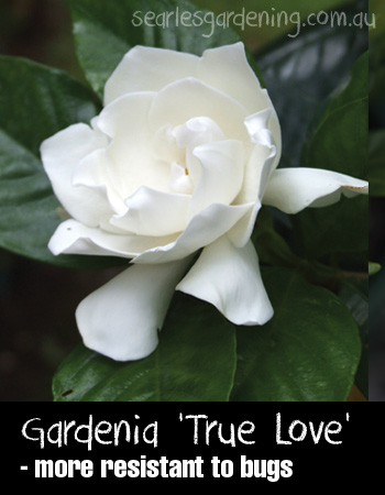 Gardenia Augusta 'True Love' flower - summer flowering plants