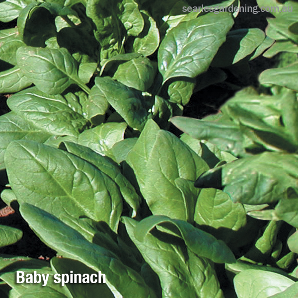 Growing Winter leafy green vegetables Baby Spinach