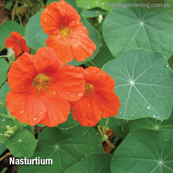 Growing Winter leafy green vegetables Nasturtiums