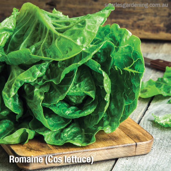 Growing Winter leafy green vegetables Romaine Cos lettuce