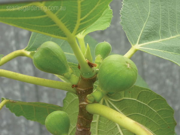 How to grow figs - planting fig trees