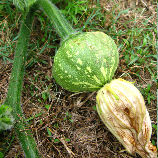 Growing pumpkins - young pumpkin with flower