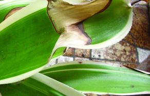 How to Control - Leaf Burn control solution