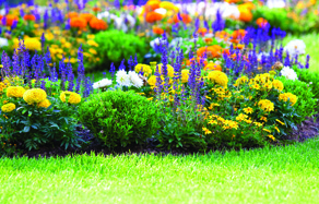 How to Grow - Gardening tips for dry weather climate
