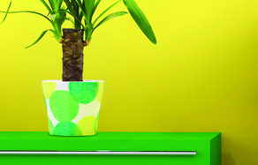 How to Grow - Indoor plant and watering care