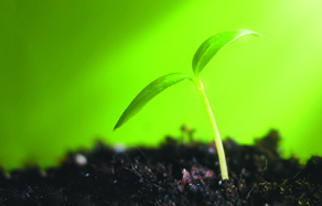 How to Grow - growing plants from seed