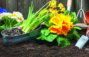 How to Grow - growing healthy soils for planting