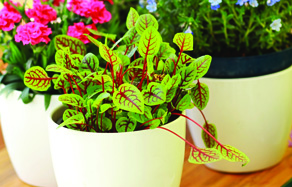 How to Grow - pot plant maintainence and plant care
