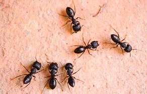 How to control - ant control in the garden