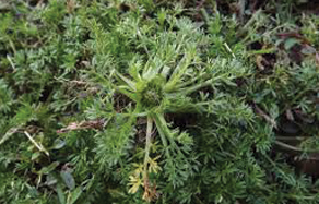 How to control and treat - bindii in lawns