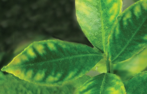 How to control and treat - iron deficiency