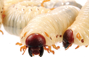 How to control and treat - lawn grubs