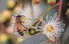 How to control garden pests while protecting beneficial insects bees