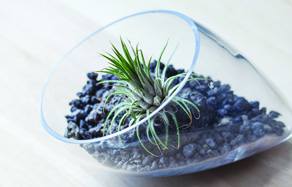 How to make create a terrarium - Top 10 plants for terrariums