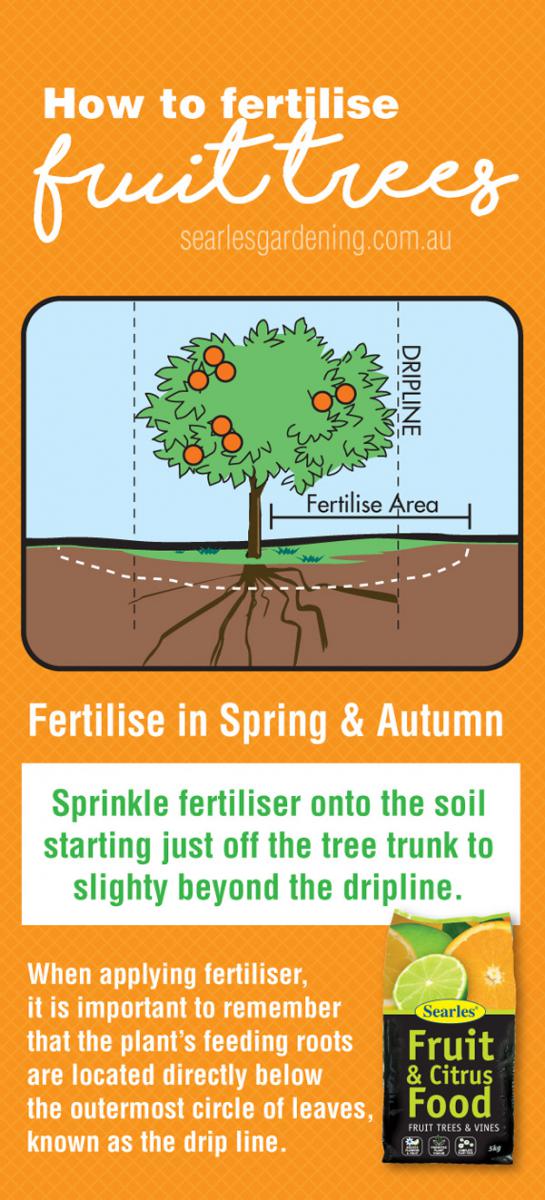 How to fertilise fruit trees - directions