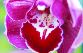 How to grow - growing Orchids
