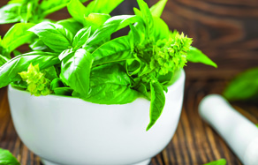 How to grow - growing and planting basil
