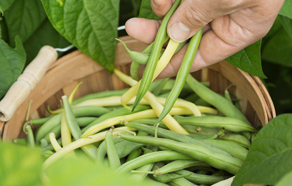 How to grow and plant beans