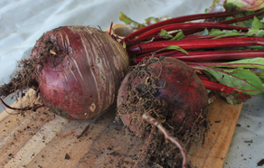 How to grow and plant beetroot