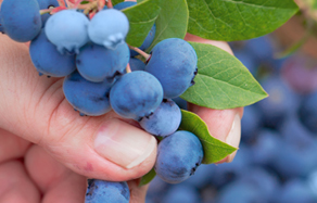 How to plant and grow blueberries