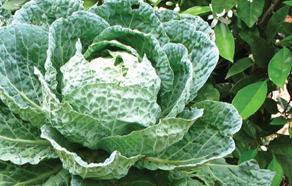 How to grow and plant cabbages