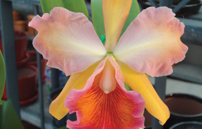 How to grow - growing and planting cattleya orchid