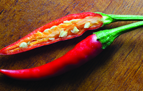 How to grow - growing and planting chilli in pots