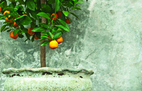 How to grow - growing and planting citrus in pots
