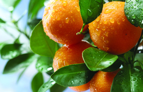 How to grow - growing and planting citrus - spring care